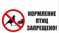 Нельзя кормить птиц. Почему?