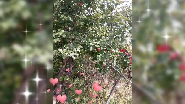 🍎 МАЛЬВА, ЯБЛОНЯ ГОРНО - АЛТАЙКА🍎 23 АВГУСТА 2025 г.🍎