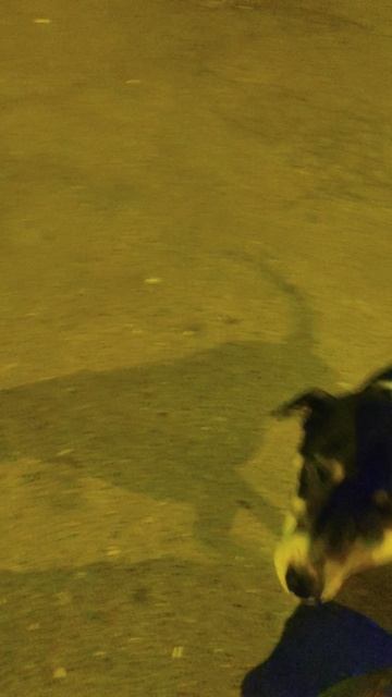 Ночь. Вкусняшки. Хвостики.