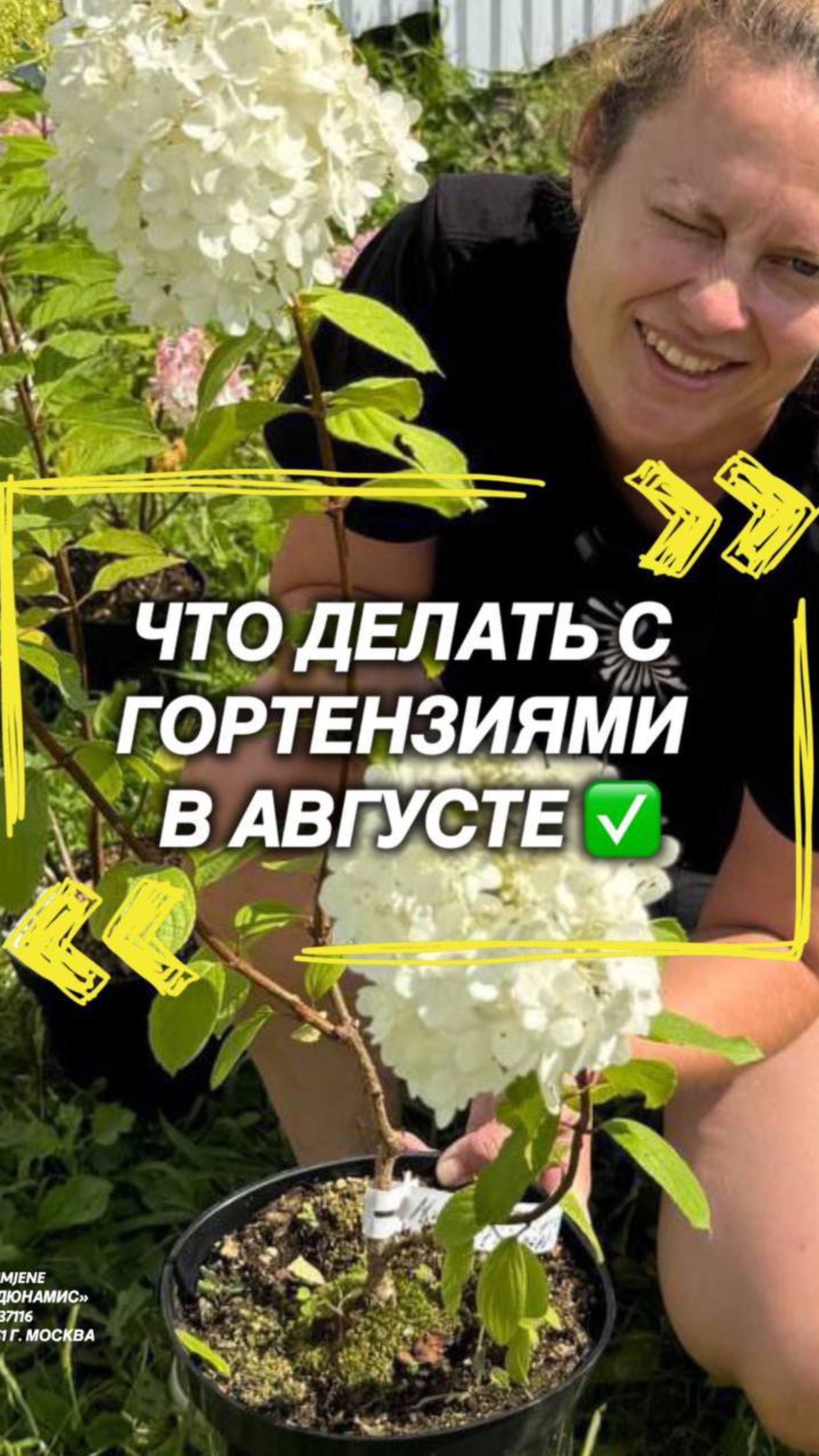 Что делать с гортензией в августе.