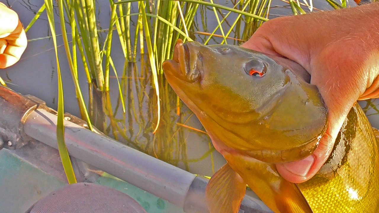 НА ЭТО ЛОВИТСЯ КРУПНЫЙ ЛИНЬ НА УДОЧКУ! ВОТ ЭТО УДАЧНАЯ РЫБАЛКА! Рыбалка на поплавок гусиное перо
