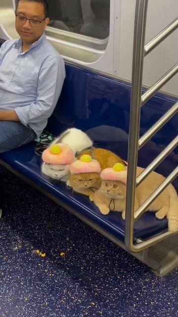 Те самые бабки, которые каждый день в 7 утра куда-то едут