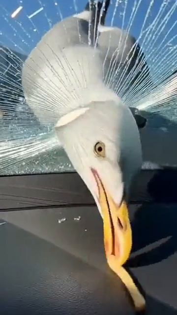 2025-07-25 12.17.05.mp4