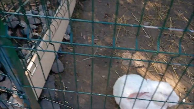 Козлята, малыш косули и оленёнок 21.08.2025 Левобережный зоопарк "Обитаемый остров"