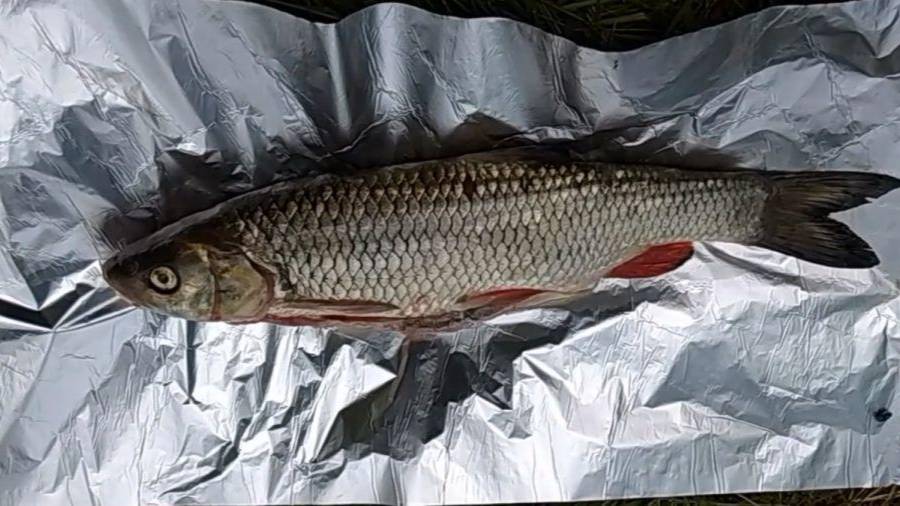 Приготовление голавля в походных условиях