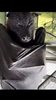 Всем спааать! 😈