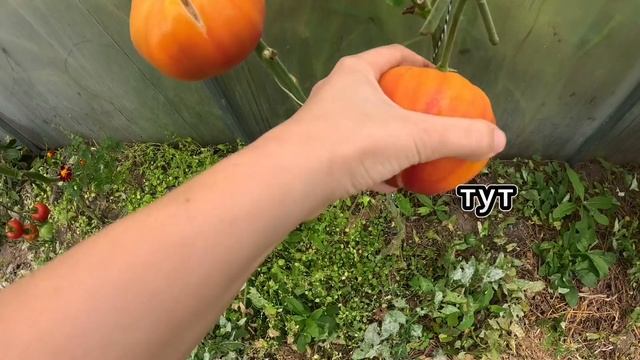 Коротко о погоде, которая не даёт выйти из теплицы