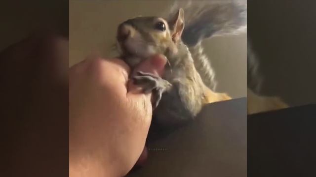 Милота дня: белочку впервые в жизни погладили, и ей это настолько понравилось