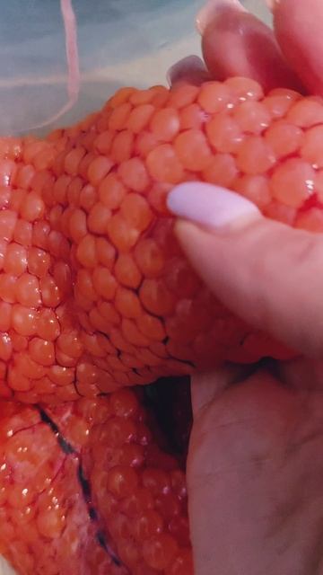 Икра кеты и кижуча! 👀🐟 Красные алмазы!😄🐟❤️ #nastikae #fishing #redcaviar #кета #кижуч