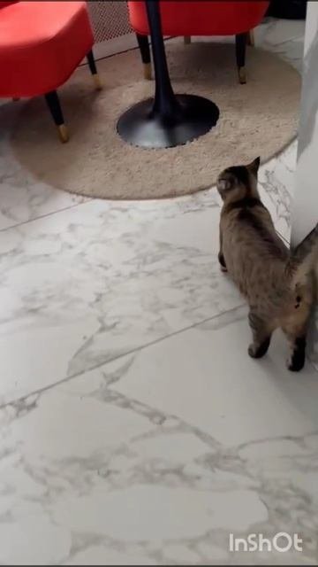 Китти и Саня для Авито 15