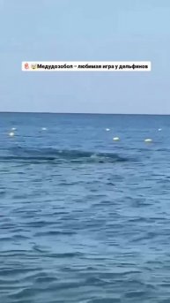 Дельфинов заметили за игрой с медузой в Крыму #shorts