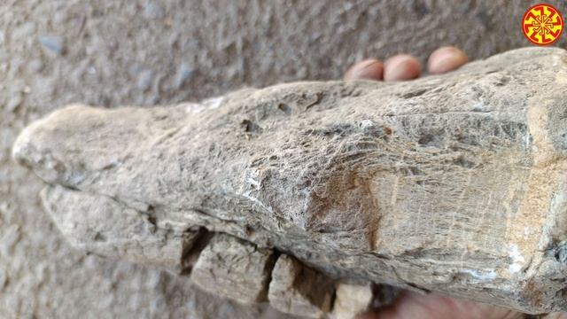 Окаменелое дерево и ещё немного интересного
🔥🔥🔥