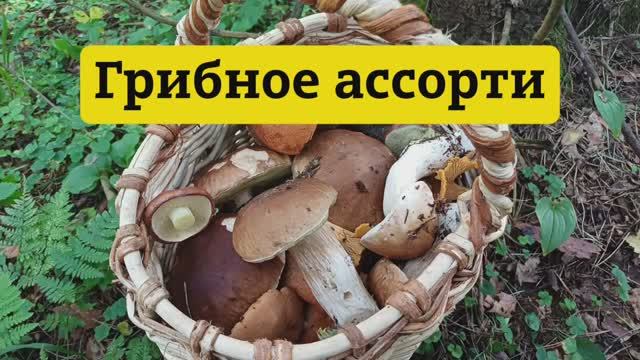 Грибное ассорти 🍄💯👍