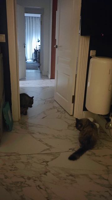 Китти и Саня для Авито 5