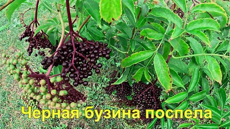 "Бузина черная поспела."#сад#огород#дача