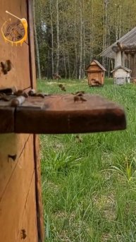 лесная ленивая пасека www лениваяпасека рф #shots  #пасека #пчеловодство #shortsvideo