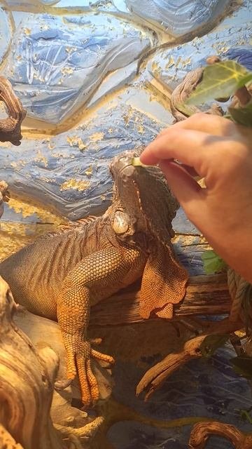 кормим игуану