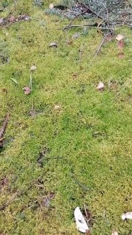 Лесное хобби mp4