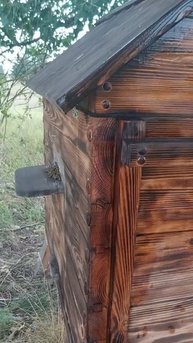 #лениваяпасека  #пчеловодство #пасека  #shorts #пчела  #shortvideo