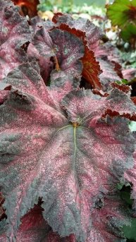 огненный_вихрь