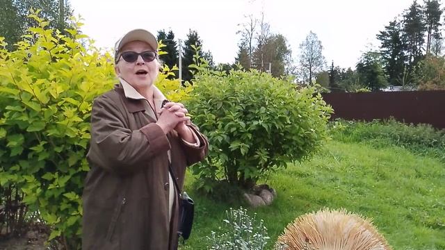 Хризантемы