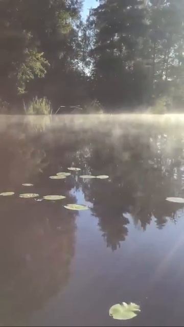 Ленобласть. Хвойное. 21.08.2025. Рыбалка на Вуоксе с котенком Персиком. Эпизод 2
