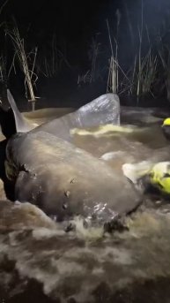 Огромный сом чуть не сожрал собаку..