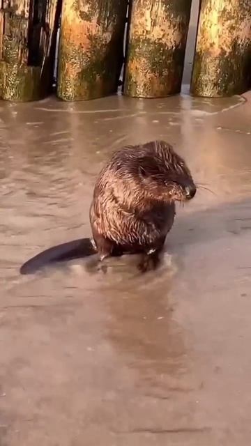 На побережье Балтийского моря обнаружили бобра, который спокойненько намывал свою тушку
