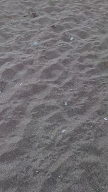 Вечерний Новый Свет