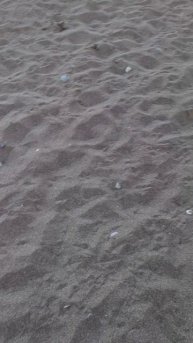 Вечерний Новый Свет