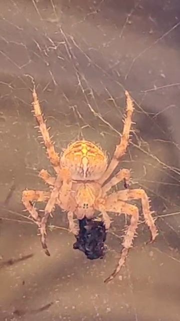 Теперь мы кушаем