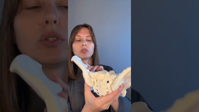 Интимные мышцы. Тазовое дно.