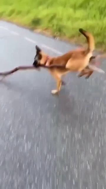 Просто собака 🤣