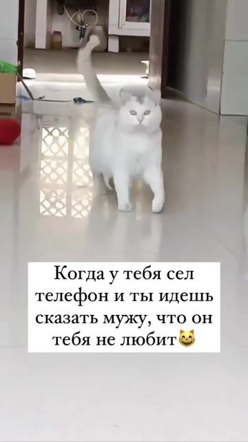 Блатная какая