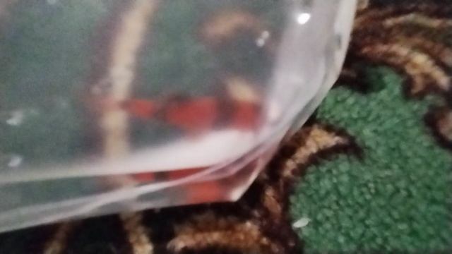 У МЕНЯ НОВАЯ РЫБКА ЕГО ЗОВУТ АРБУЗИК 🍉