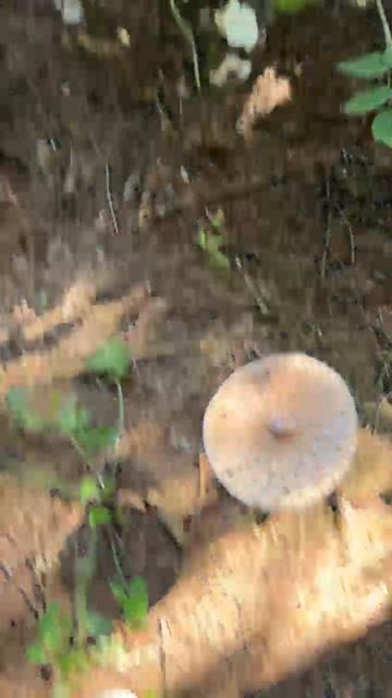 VID-20250824-WA0049.mp4