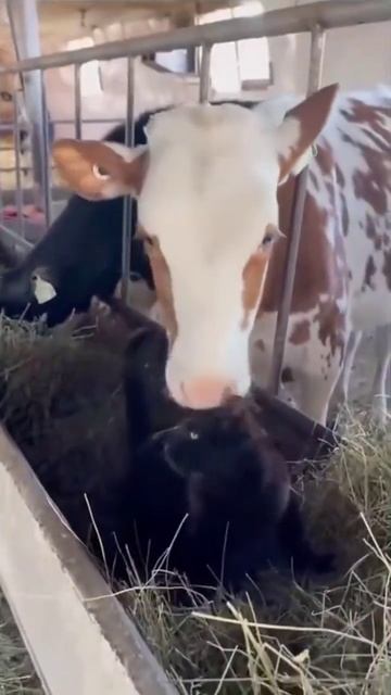 Официант в моём салате кот