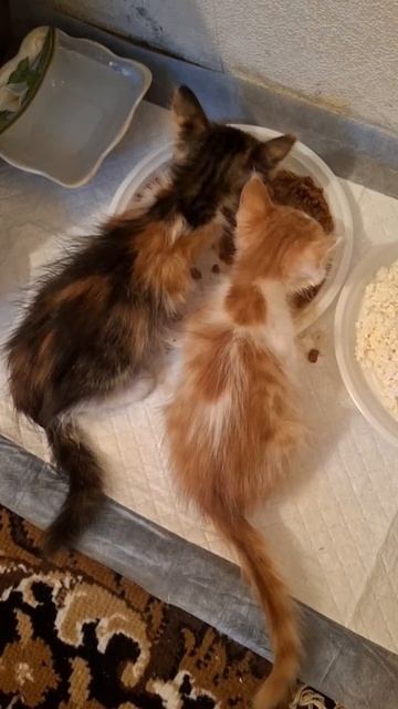 Вчера не стала уже ничего писать...
У нас +2((
Этот поток котят никогда не закончится ((
Хоть ты гол