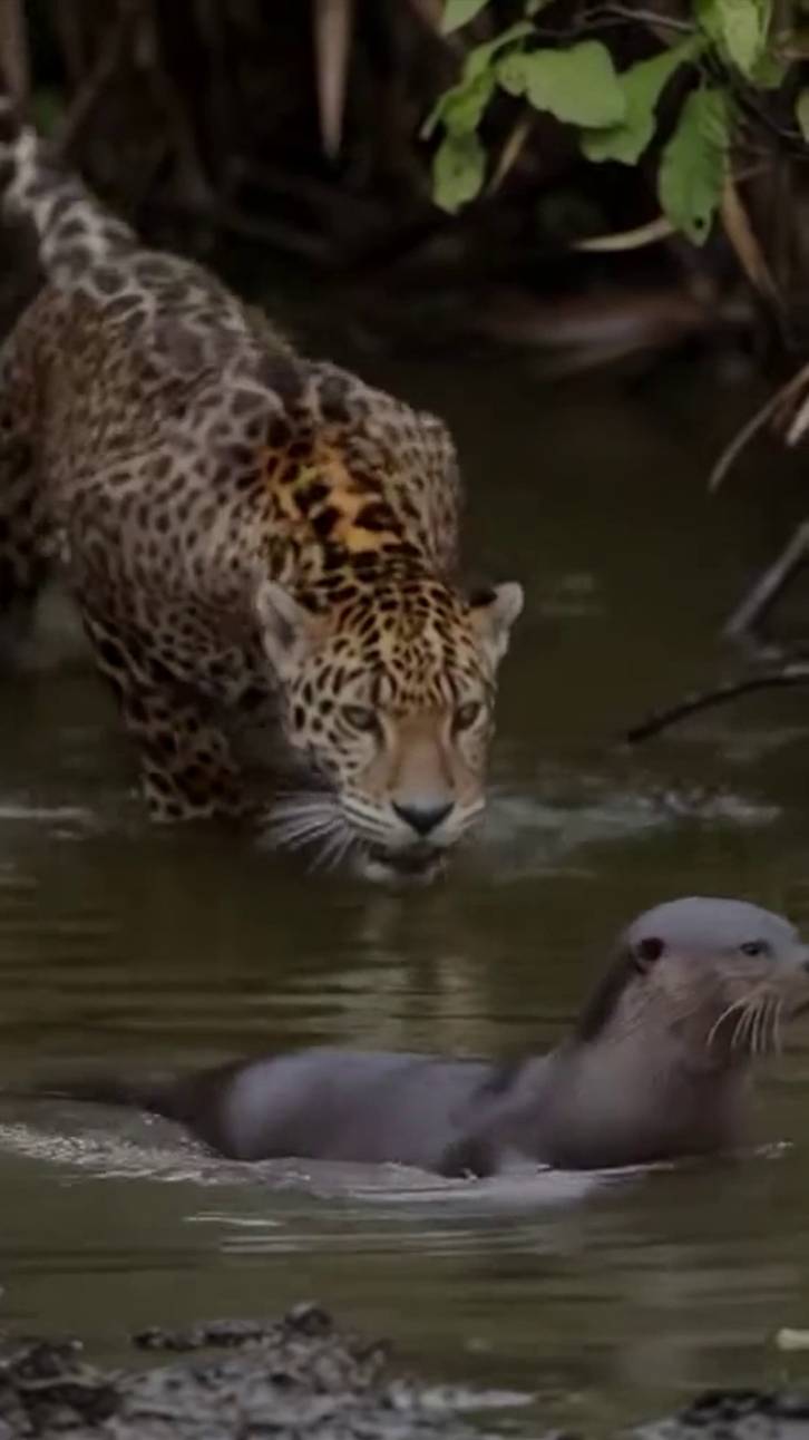 Ягуар и выдра