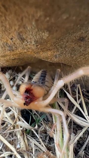 Теперь вы знаете как пищит злая Сольпуга ✝️