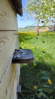 #лениваяпасекарф #пасека #пчеловодство #shortbee