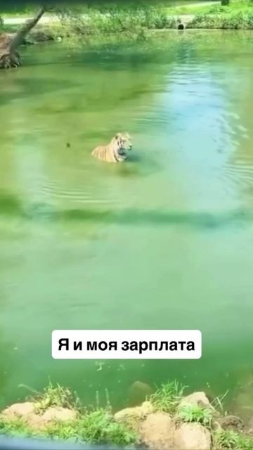 И так всегда