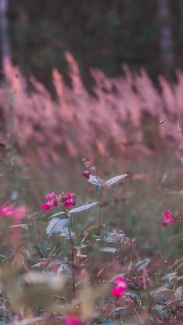"Ты видишь луг..."
