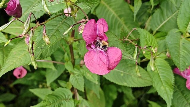 Как пчелы добывают мёд