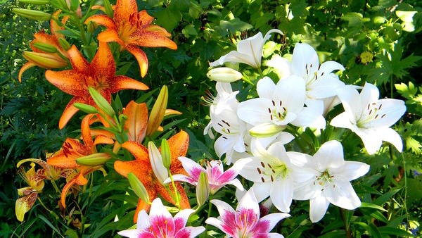 Слайд-шоу ,,городские цветы,,Июль 2025.Санкт-Петербург.🥀🌹🌷