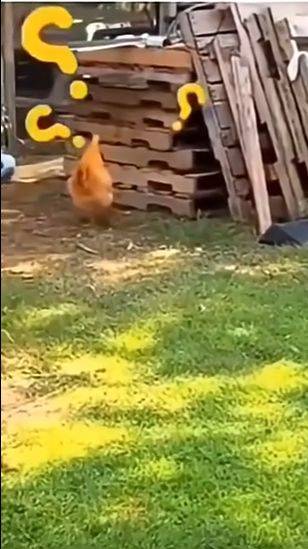 Пёс троллит курицу :)