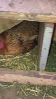 Во втором курятнике #куры #курятник #курятниксвоимируками #деревня #жизньвдеревне #домвдеревне