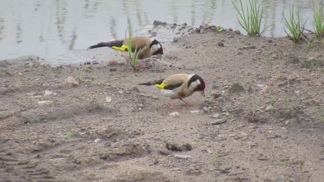 Щеглы - яркие красивые птички крупным планом