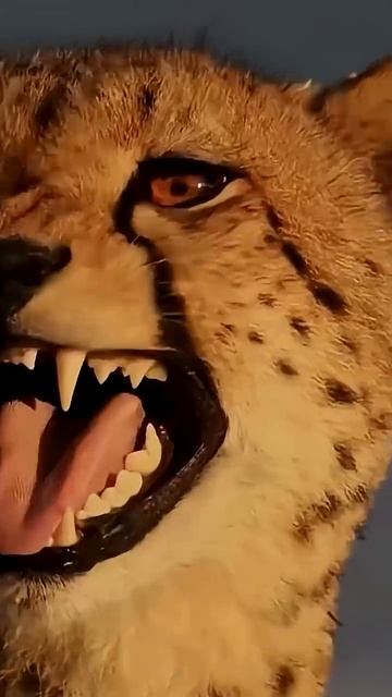 Как мяукают дикие кошки?