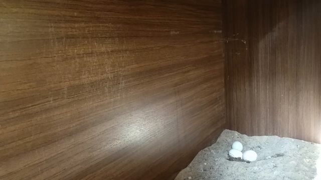 Куры молодцы.